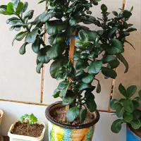 گل طبیعی|گل و گیاه طبیعی|داران, |دیوار