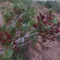 فروش باغ زراعی با درختان پسته و انار|فروش دفتر صنعتی، کشاورزی، تجاری|صفادشت, |دیوار