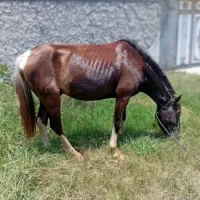 اسب نریان سر حال تیز پا سواری عالی رامه رام