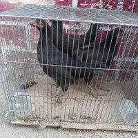 فریه