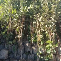 درخت و گل|خدمات باغبانی و درختکاری|شیراز, شهرک مهدیه|دیوار