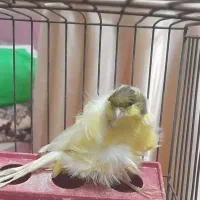 یکعدد ماده قناری فر|پرنده|لواسان, |دیوار