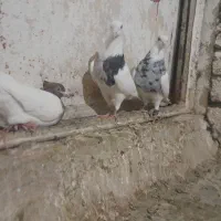 کبوتر