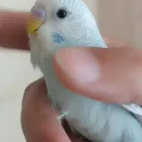 مرغ عشق رنگ خاص