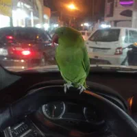 ملنگو سبز