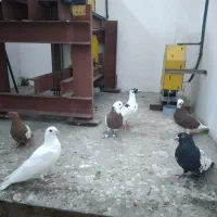 فروش|پرنده|گنبد کاووس, |دیوار