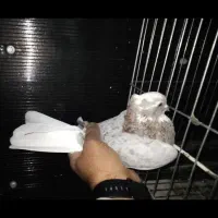 کفتر کبوتر سورو شازده هما کاکلی|پرنده|ری, فیروزآبادی|دیوار