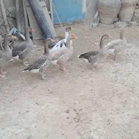 فروش غاز محلی|حیوانات مزرعه|بستک, |دیوار