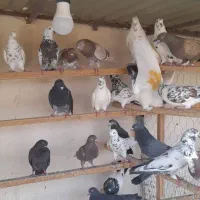 کفتر پرشی