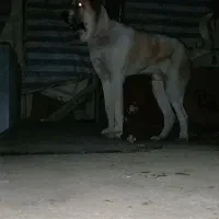 سگ سرابی/پژدر ۱۷ماهه|سگ|کرج, سی متری صنعتکاران|دیوار