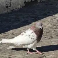 چندتا کبوتر غریب ۱۴ عدد