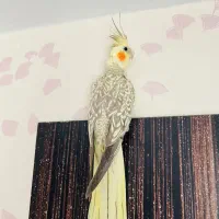 عروس هلندی ماده مولد