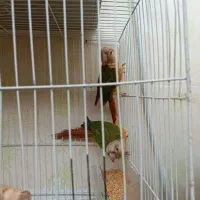 گرینچیک اناناسی