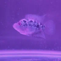 اگهی|ماهی|هشتگرد, مدرس|دیوار