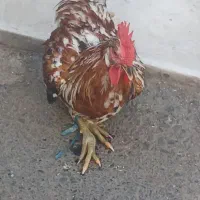 خروس گلین