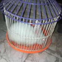 خرگوش سفید دستی بهمراه قفس