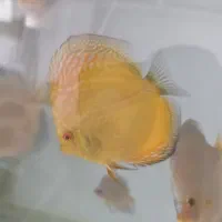 سالن پرورش دیسکس|ماهی|اسلام‌‌آباد غرب, |دیوار