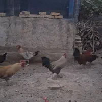 خروس محلی