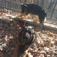 سگ ژرمن شیبر اصل نر و ماده|سگ|چهارباغ, |دیوار