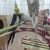 عروس هلندی|پرنده|لامرد, |دیوار