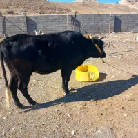 گاو ابستن|حیوانات مزرعه|ملکشاهی, |دیوار