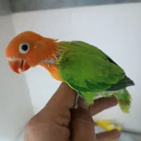 طوطی کوتوله برزیلی عروس