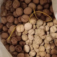 گردو خشک درجه یک|خوردنی و آشامیدنی|کیار, |دیوار