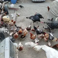 فروش مرغ وتخم مرغ و بوقلمون