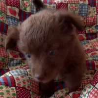 سگ آپارتمانی