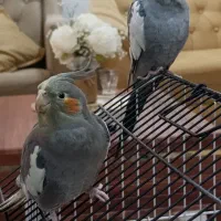 پرنده|پرنده|دزفول, |دیوار