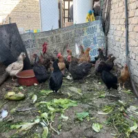 مرغ تخم گذار|حیوانات مزرعه|اصفهان, قهجاورستان|دیوار