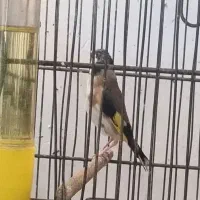 سیره،طوطی برزیلی، عروس هلندی، قناری