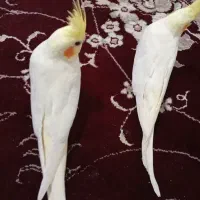 جوجه عروس هلندی