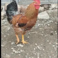 خروس محلی وبوقلمون محلی