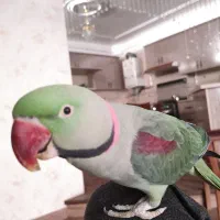 شاه طوطی گمشده