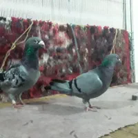 کفتر|پرنده|تبریز, |دیوار