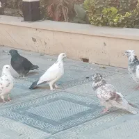 کفتر پرشی|پرنده|هشتگرد, تهران دشت|دیوار