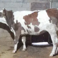 گاو ،گوساله ،تلیسه سیمینتال|حیوانات مزرعه|بیلوار, |دیوار