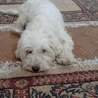 سگ پاکوتاه سفید