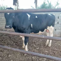 گاو نر و ودرشت مناسب برای قربانی وتخمی