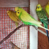 مرغ عشق معاوضه با قناری