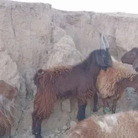 بزغاله نر نربزی|حیوانات مزرعه|مشهد, کوی سیدی|دیوار