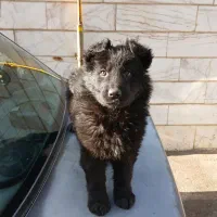 ژرمن بلک نر ۲ماهه