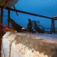 کفتر گرفتنی|حیوانات|شیراز, دباغ خانه|دیوار