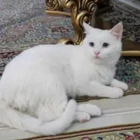 گربه بریتیش پرشین با وسایل