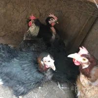 مرغ سیاه تخم گذار