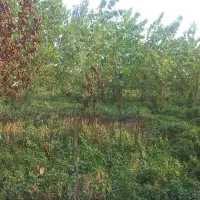 زمینی به مساحت۲۰۰متر در جای دنج