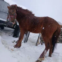 اسب نریان|اسب و تجهیزات اسب‌سواری|شادیان, |دیوار