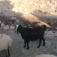 ۴عدد بز داشتی|حیوانات مزرعه|آبدانان, |دیوار