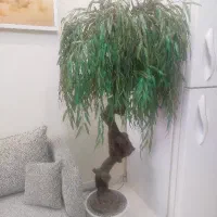 بید مجنون  زیبا با چوب اصلی درخت